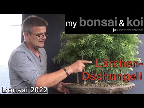 Bonsai 2022-38 - Lärchen-Wald - Larix - Vorbereitungen für den Lärchendschungel
