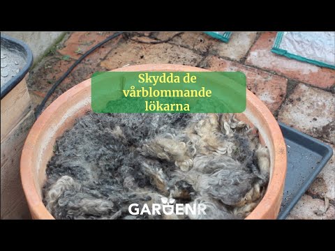 Skydda de vårblommande lökarna - Trädgårdshacks med GardenR