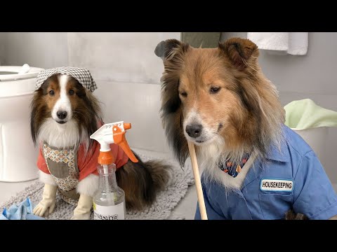 My Dog Retired at 9:35 AM 😭🐶 | The Cricket Chronicles e446