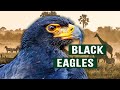 The Stealthy Black Eagles Of Botswana Wild Kingdom Apex Predators