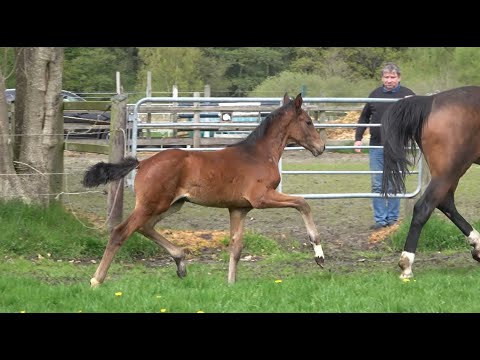 *2021 Hengst von Follow Him Schönweide - Santino SOLD!!!