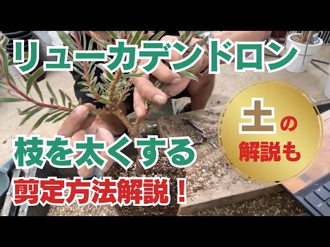 Phoradendron juniperinum