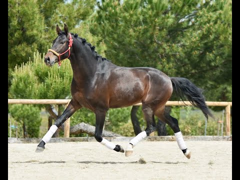 Voltio de Susaeta - Spanish colt for sale - Sired by Poeta de Susaeta - 3 years old