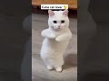 Dam Dam DiGa DiGa Billi Trending Cuteanimal Ytshort Billimeow Cutecat Viralshort Funny