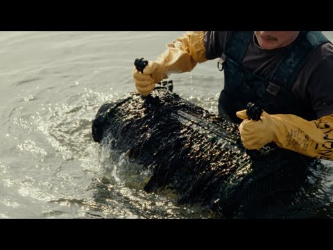 Intertidal Oyster Farming in California | “On the Half Shell” | Short Documentary