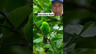 Download lagu Burung Cucak Ijo Loloh Anakan di Alam #shorts #burung mp3