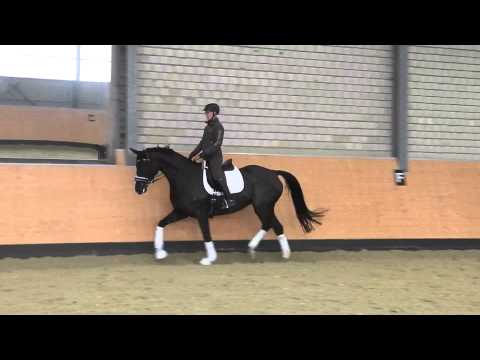 Verkaufspferd,Hannoveraner Stute Dancier x Donnerhall* 2008