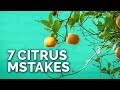 7 Citrus Tree Mistakes to Avoid