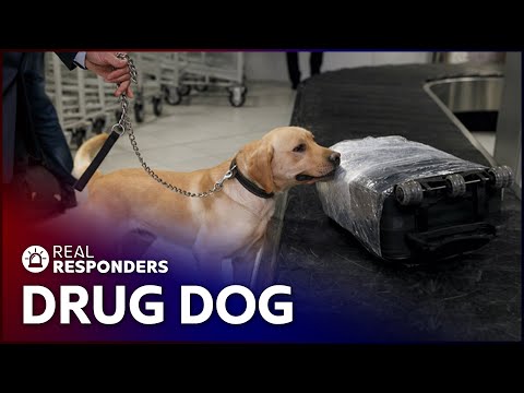 Drug Dog Sniffs Out Suspected Smugglers | Customs | Real Responders