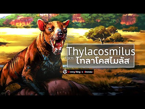 The non-tiger saber-toothed marsupial "Thylacosmilus"