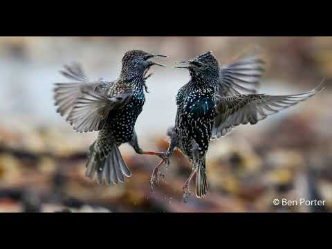 Competição interespecífica e intraespecífica