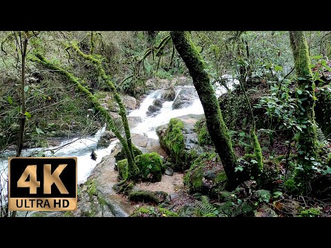 4K Virtual Hike Near River through the Forest - Waterfalls & Only Nature Sounds (No Music), Galicia