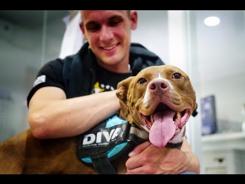 Amazing dog cries with joy meeting the man that rescued her after 6 months apart