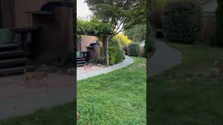 Video preview image #1 Chihuahua-Unknown Mix Puppy For Sale in Bellevue, WA, USA