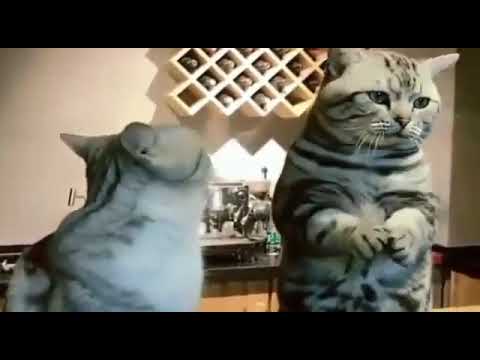 Senthil comedy (soru poduranga odiyanga) funny Cat 🐈😁😁😁