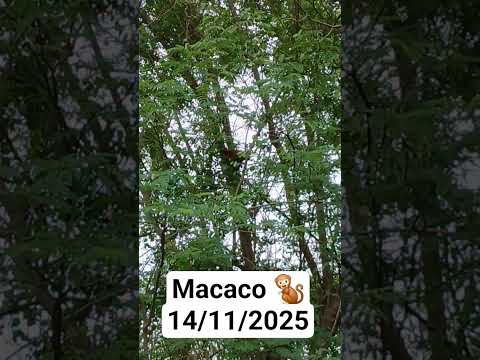 #macaco #na #chácara #fauna #flora #vidanaroça  #interior #PaulodeFaria