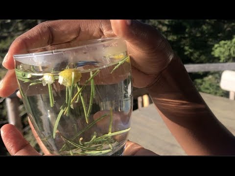 download lagu mp3 mp4 Sun Herbal Tea, download lagu Sun Herbal Tea gratis, unduh video klip Sun Herbal Tea