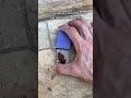 Acho Que Você Nunca Tinha Visto Isso Antes Shorts
