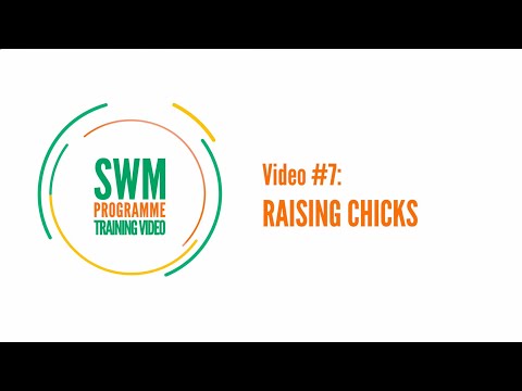 Training video #7 Raising chicks