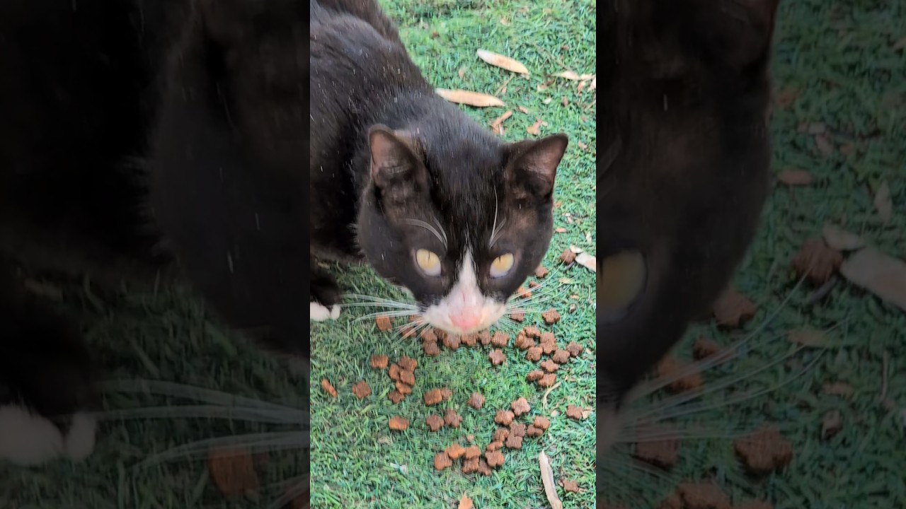Бездомный кот кушает Stray cat eat food Милые кошки Cute cats Милота Animals Nature Trend Meme Top 😹