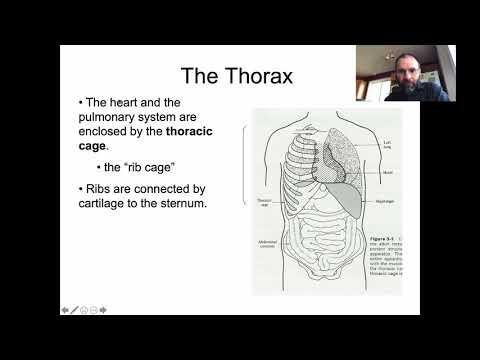 Ling 441 - Advanced Phonetics - Respiration, part 1