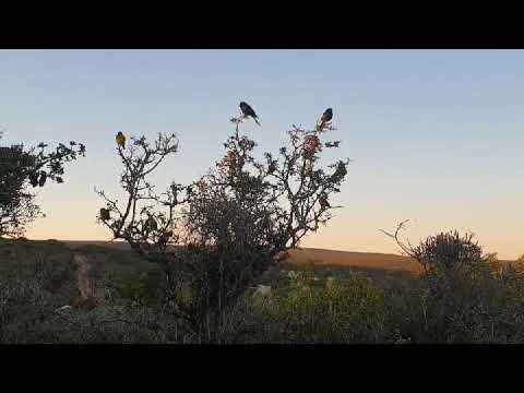 Morning Sunrise Surprise - Bird Watching in Addo Elephant National Park