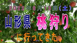 山形県の桃狩りに行ってきた。