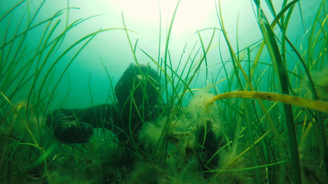 Diving in the eelgrass in the shallow waters of the Archipelago