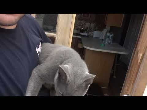 Cat Abandoned in Hurricane Irma Rescued