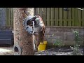 A hungry male house sparrow eating on the garden bird feeder #bird #birdvideo