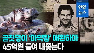 콜롬비아 '마약왕'이 기르던 애완 하마의 후손 150마리 / 연합뉴스 (Yonhapnews)