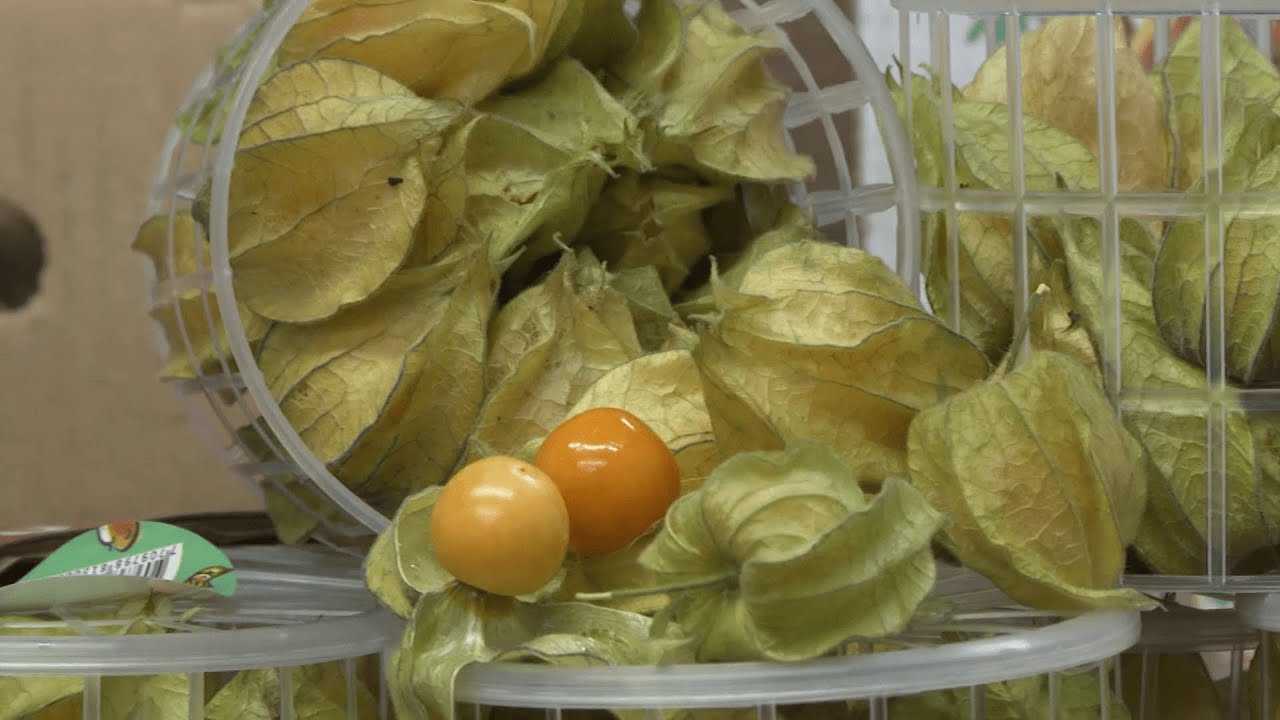 A cura do Alzheimer pode passar por esta planta milagrosa!
