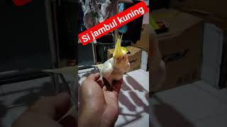 Download lagu falk parkit Australia sijambul kuning #falk #parkitaustrali #viralvideo #viral #burung #kicaumania mp3
