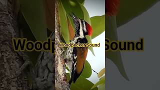 Download lagu Suara Burung - Burung Pelatuk Punggung Hitam mp3