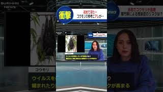 結構人間のものと…#shorts #ニュース#放送事故#ブリッヒーニュース