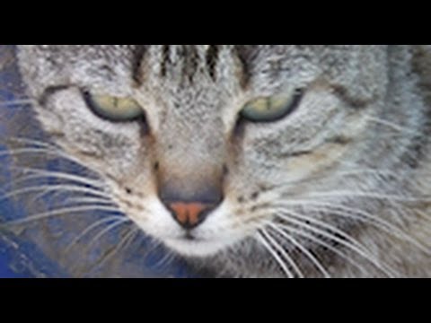 Having a rest | not my cat