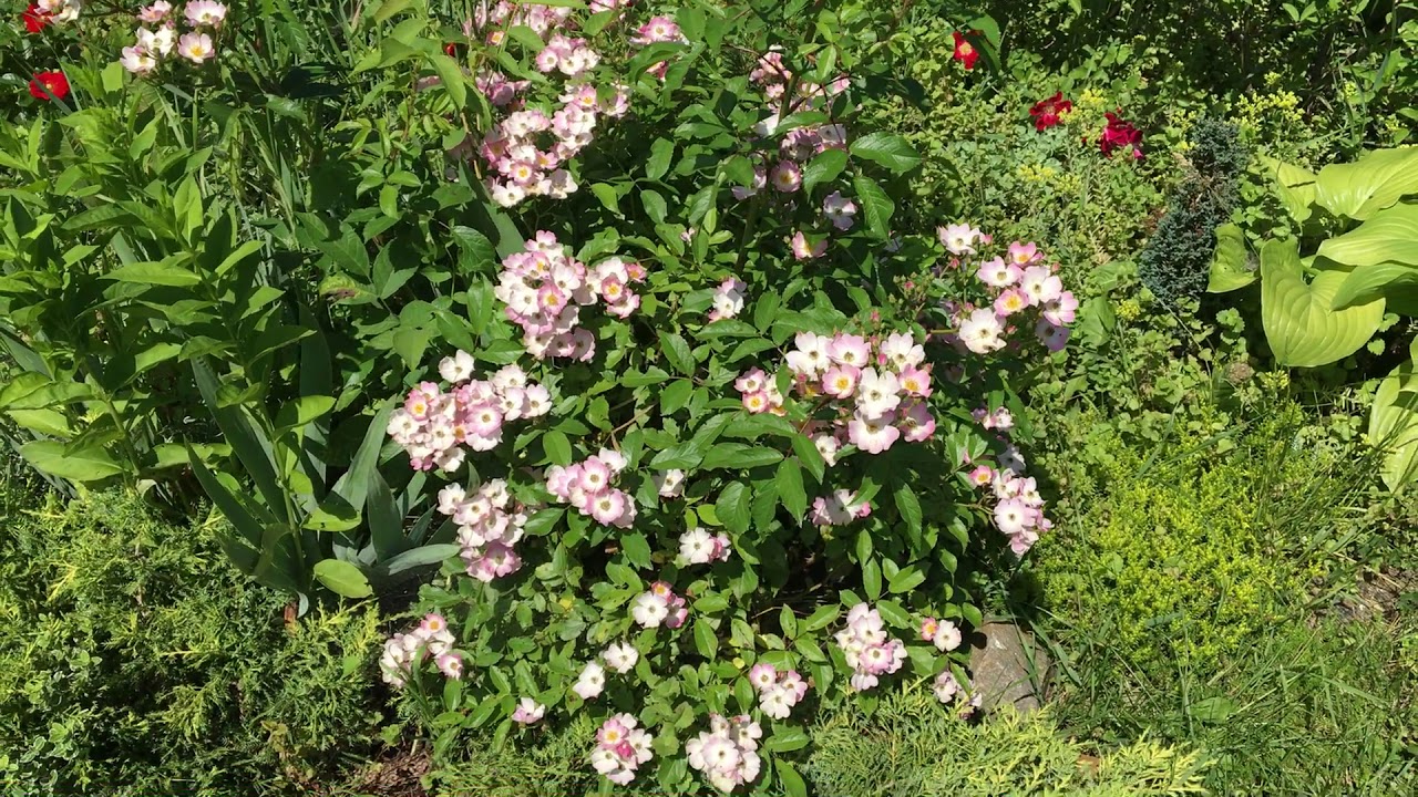 Роза Балерина (Ballerina, Bentall, 1937)