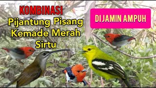 Download lagu Suara Pikat Kombinasi Pijantung Kemade Merah Sirtu Dijamin Ampuh mp3 Download lagu Suara Pikat Kombinasi Pijantung Kemade Merah Sirtu Dijamin Ampuh mp3