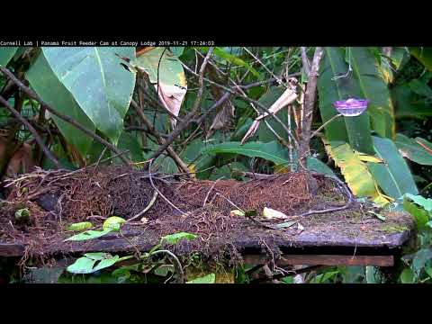Snowy-bellied Hummingbird And Green Hermit At The Panama Fruit Feeder – Nov 21, 2019