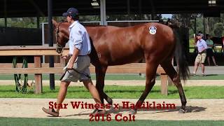 Star Witness x Hadiklaim 16 Colt Parading