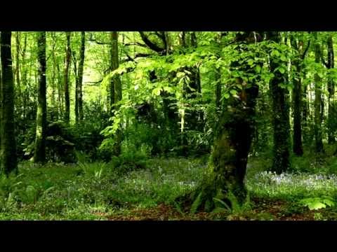 Srđan Roje: Vođena meditacija #1