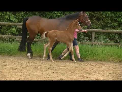 SF2017 Quaterhall Benetton Dream