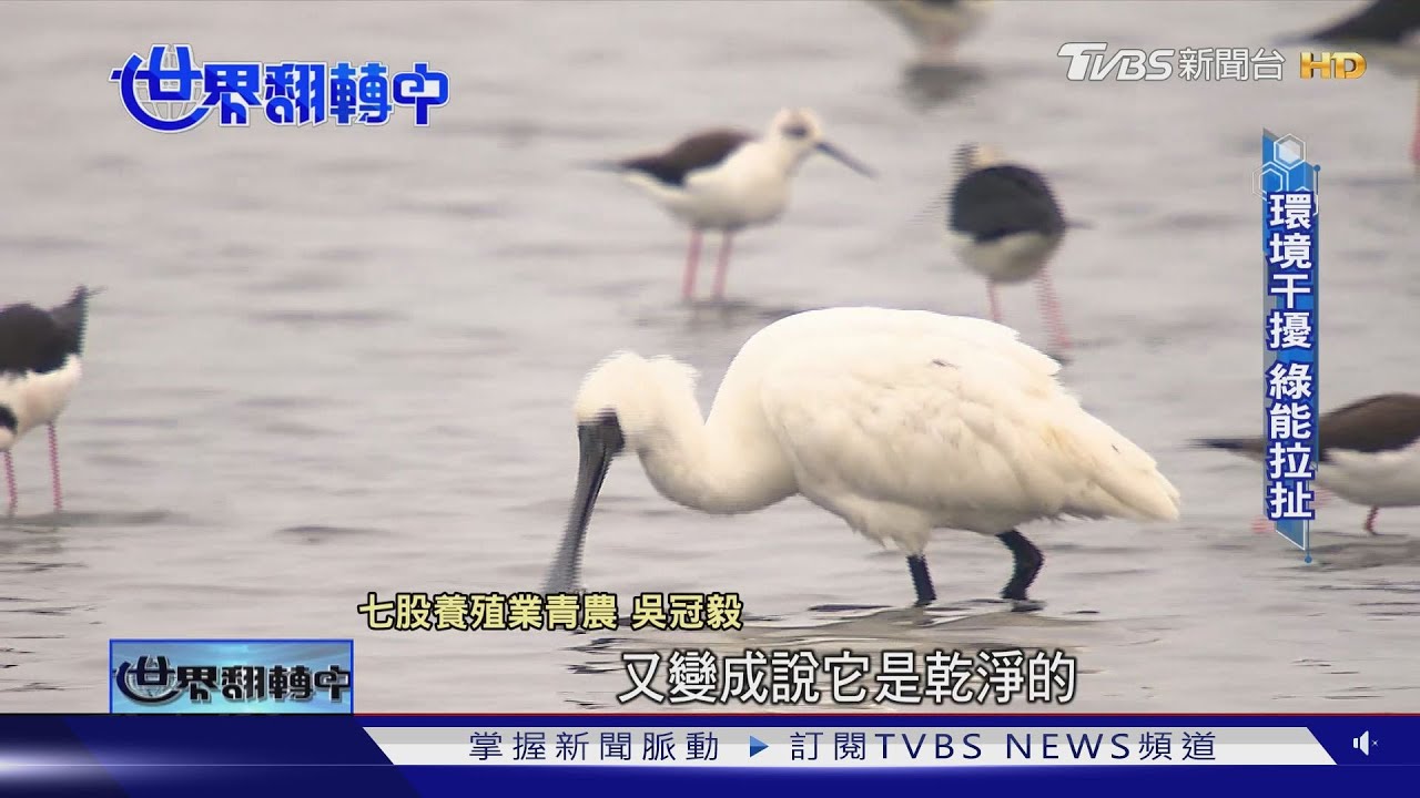 山貓棲地被破壞、黑琵生存環境受威脅? 追台「瀕臨絕種動物」的環境衝擊