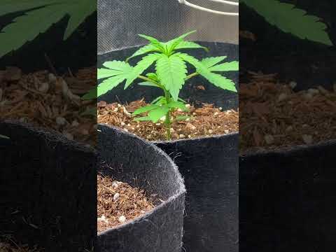 This Is What Mycorrhiza Does in Just 3 Weeks! 🤯