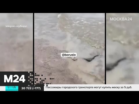 Новости России за 1 октября: на Таймыре введен режим ЧС из-за разлива нефти - Москва 24