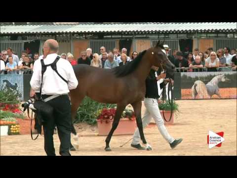 N.19 ESMAELIA AL HEVAN - Menton 2016 - Yearling Fillies (Class 1B)