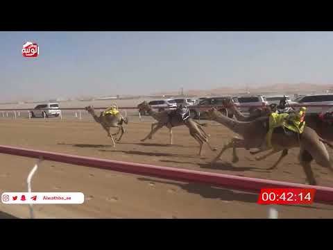  ش 6 (نهاب) لـ عبدالله مبارك بالرويشد الشامسي 2:10 , شارة الصندوق 2026/2/14 فطامين الروضة