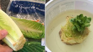 how to REGROW LETTUCE from scraps (romain)