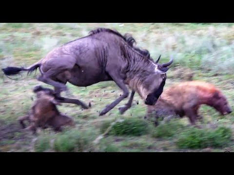 baby wildebeest saved from hyena's jaws - part 4 - mama to the rescue!! (in SLOW-MO)
