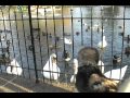 Duck People Duck Man